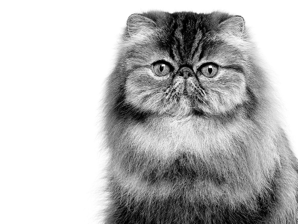 Black and white portrait of Persian cat looking into the camera