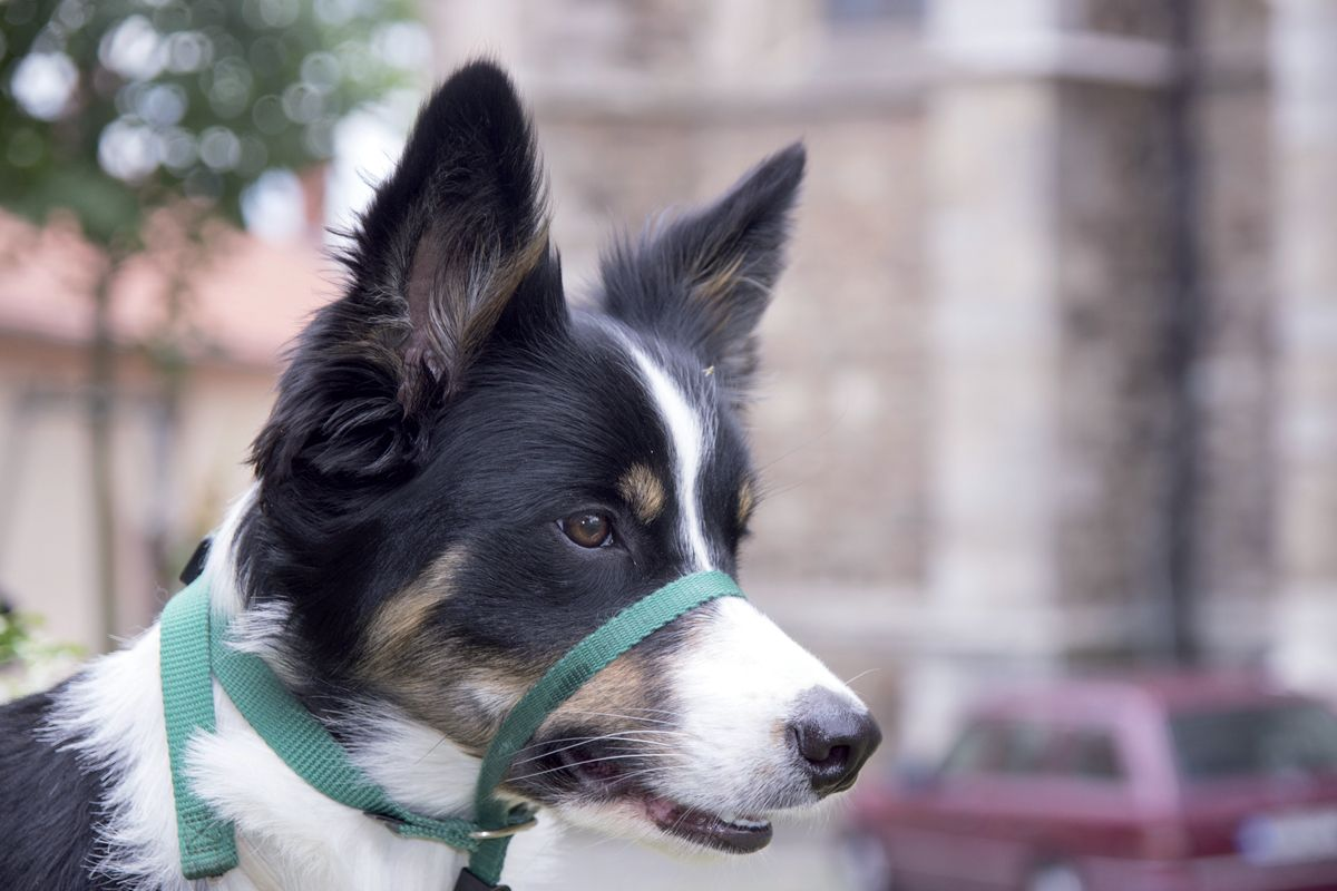 Un licol d’éducation qui se place autour du museau du chien peut se révéler utile lors des séances d’éducation. 