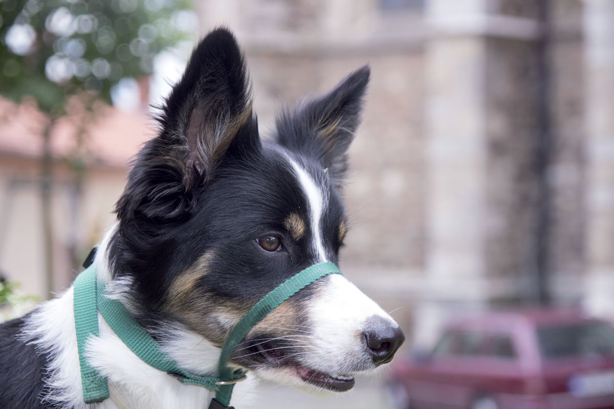 A headcollar that fits onto the dog’s muzzle can be invaluable for training purposes. 