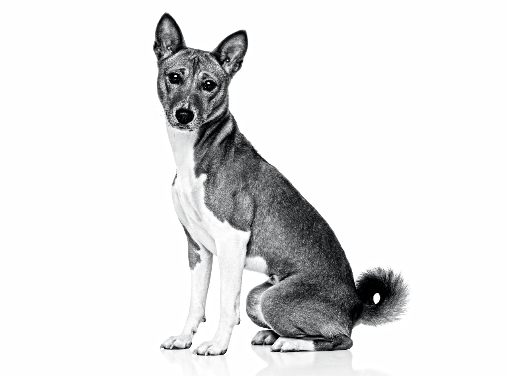 Portrait en noir et blanc d'un basenji assis