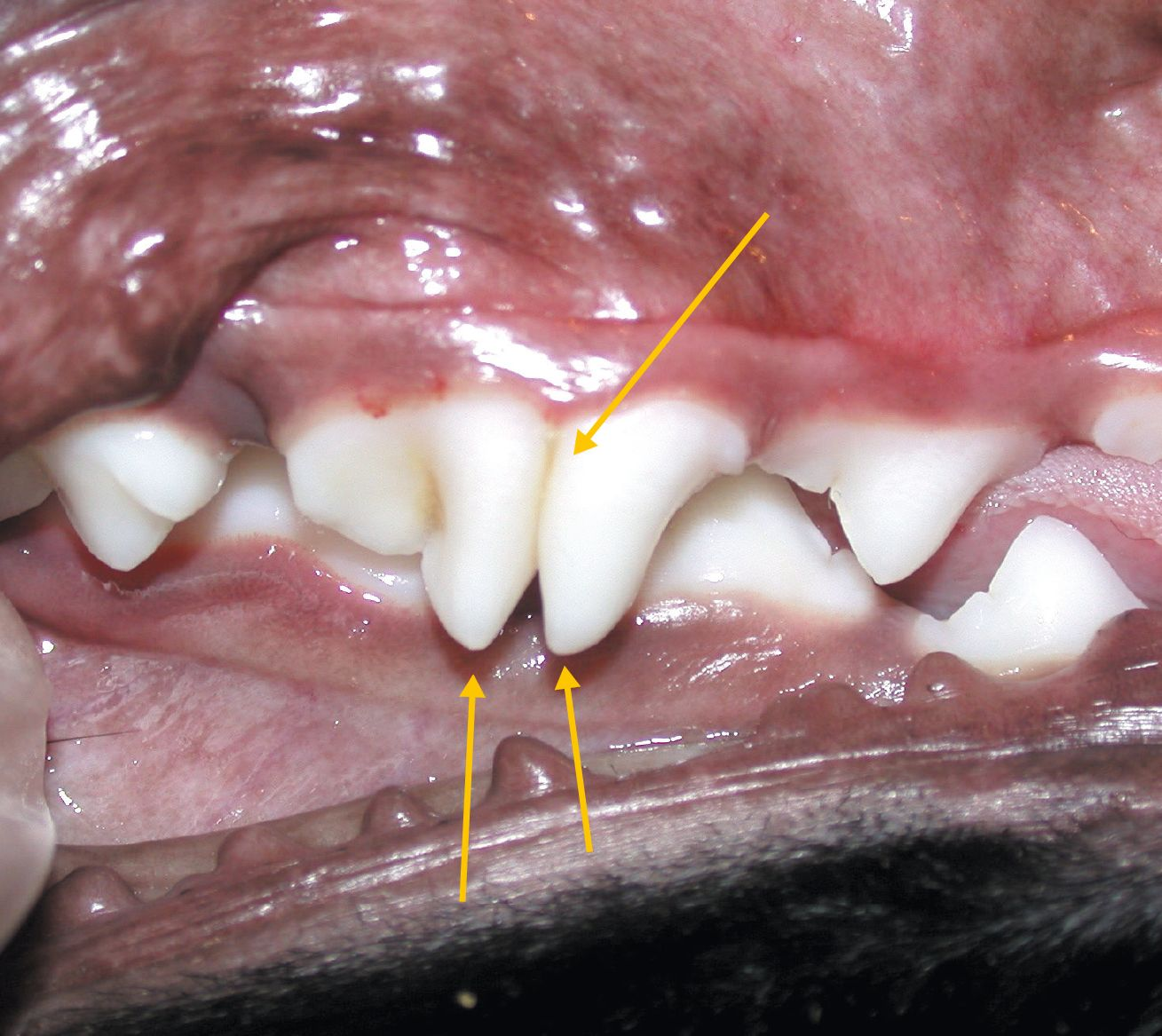 Dental disease in dogs and cats Vet Focus
