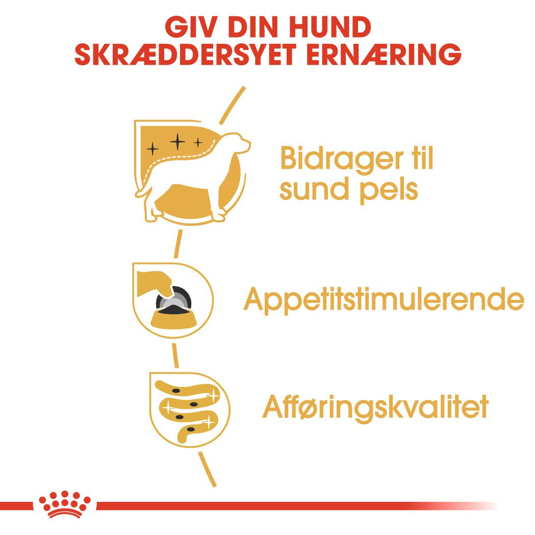 Yorkshire Terrier Adult Loaf