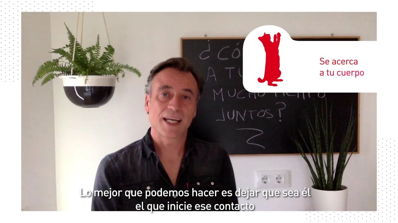 Royal Canin - ¿Cómo afecta a tu gato pasar mucho tiempo en casa?