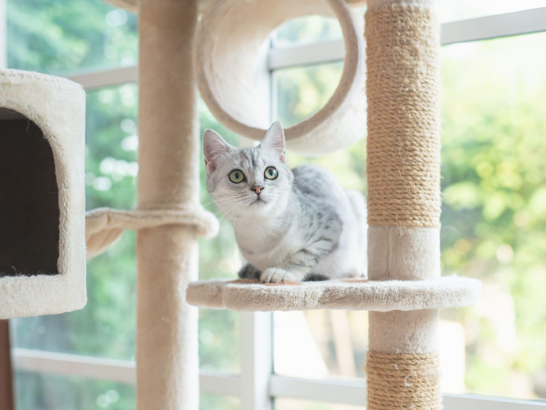 Gato americano de pelo corto sentado en una torre para gatos