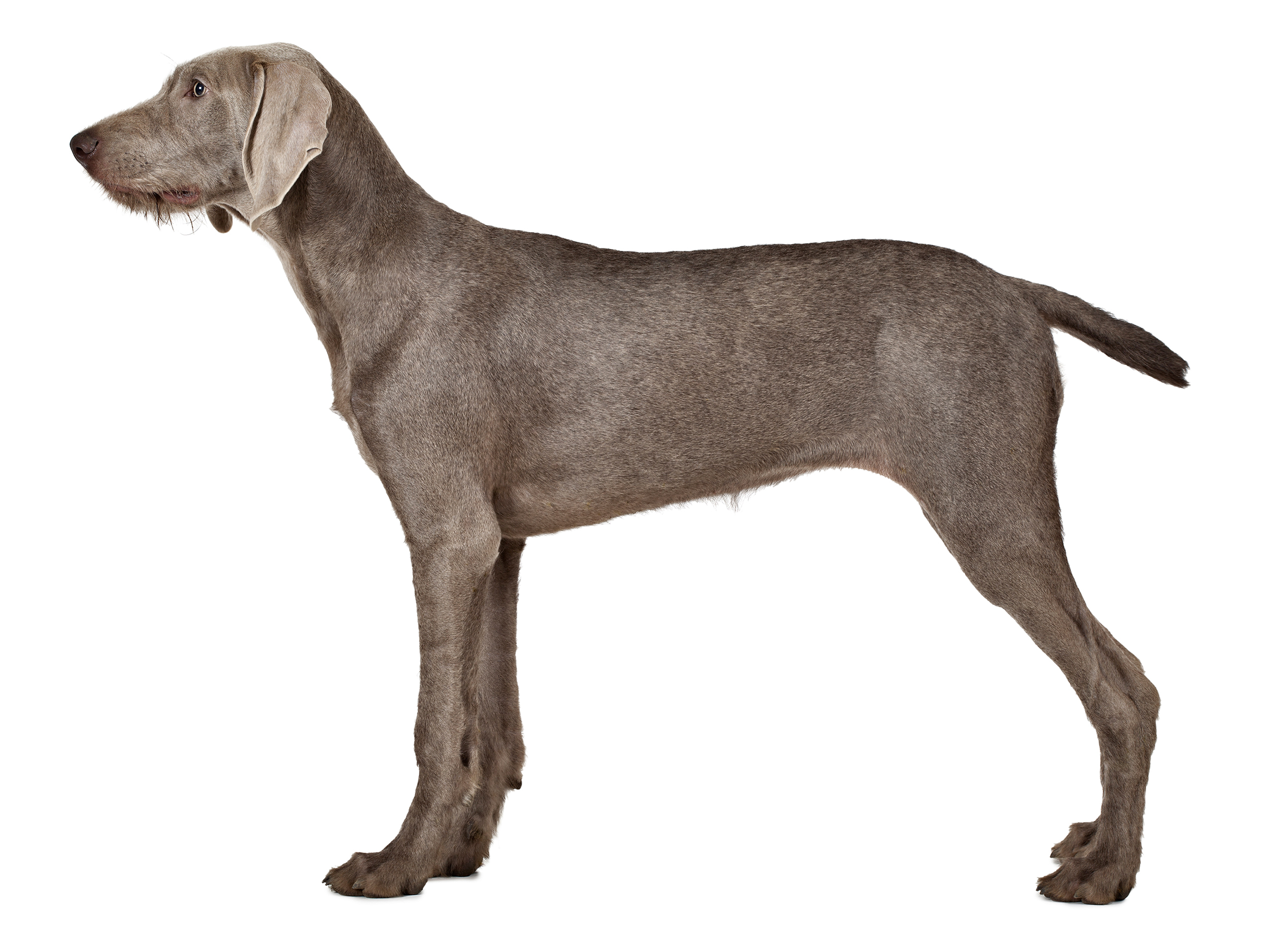 Royal canin 2024 german shorthaired pointer