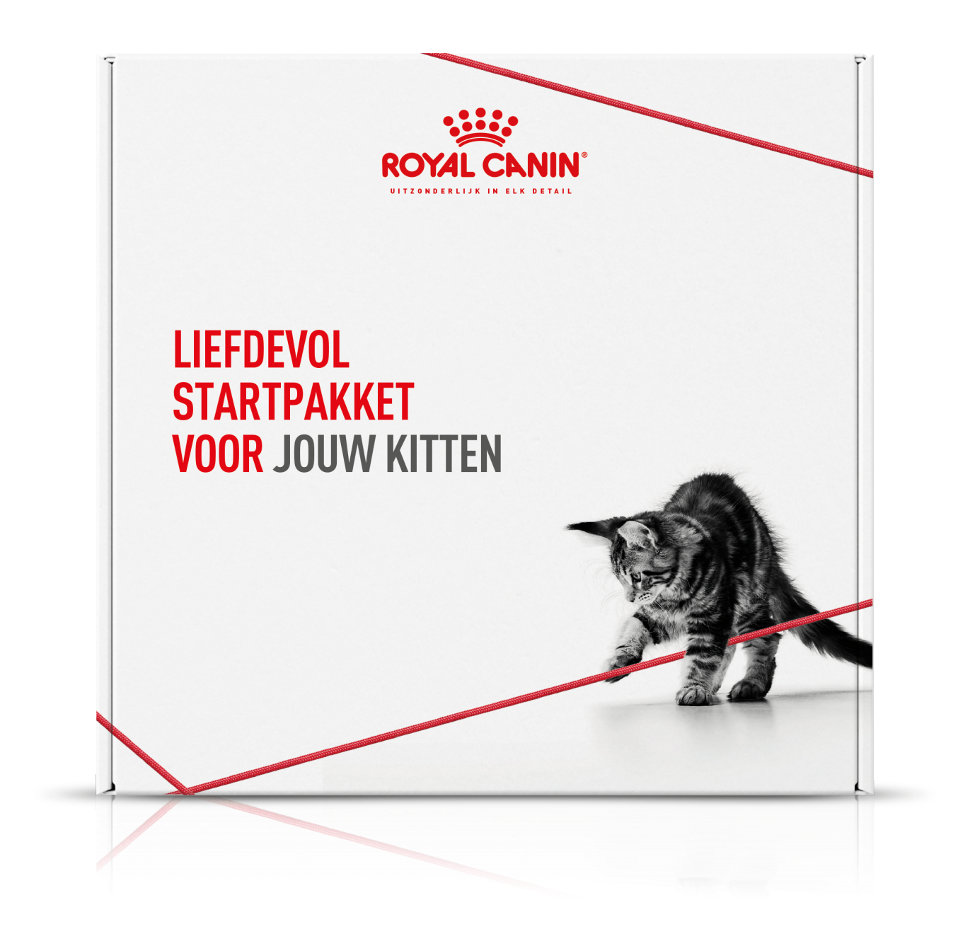 werkzaamheid levering waarom niet Geef jouw kitten de beste start | Royal Canin Nederland ...
