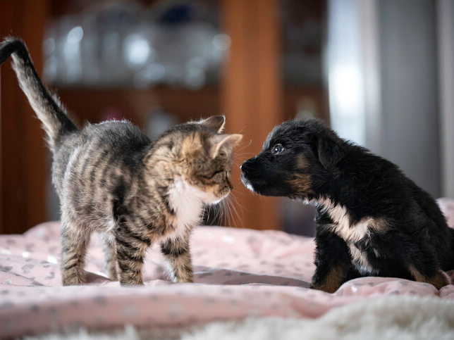 Dog with a cat - first meeting