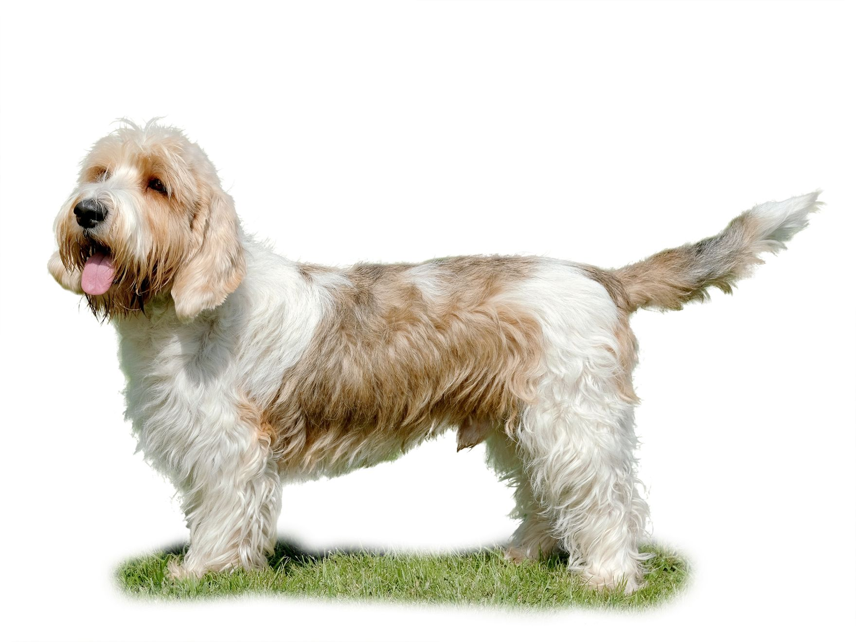 basset griffon vandeen adult standing