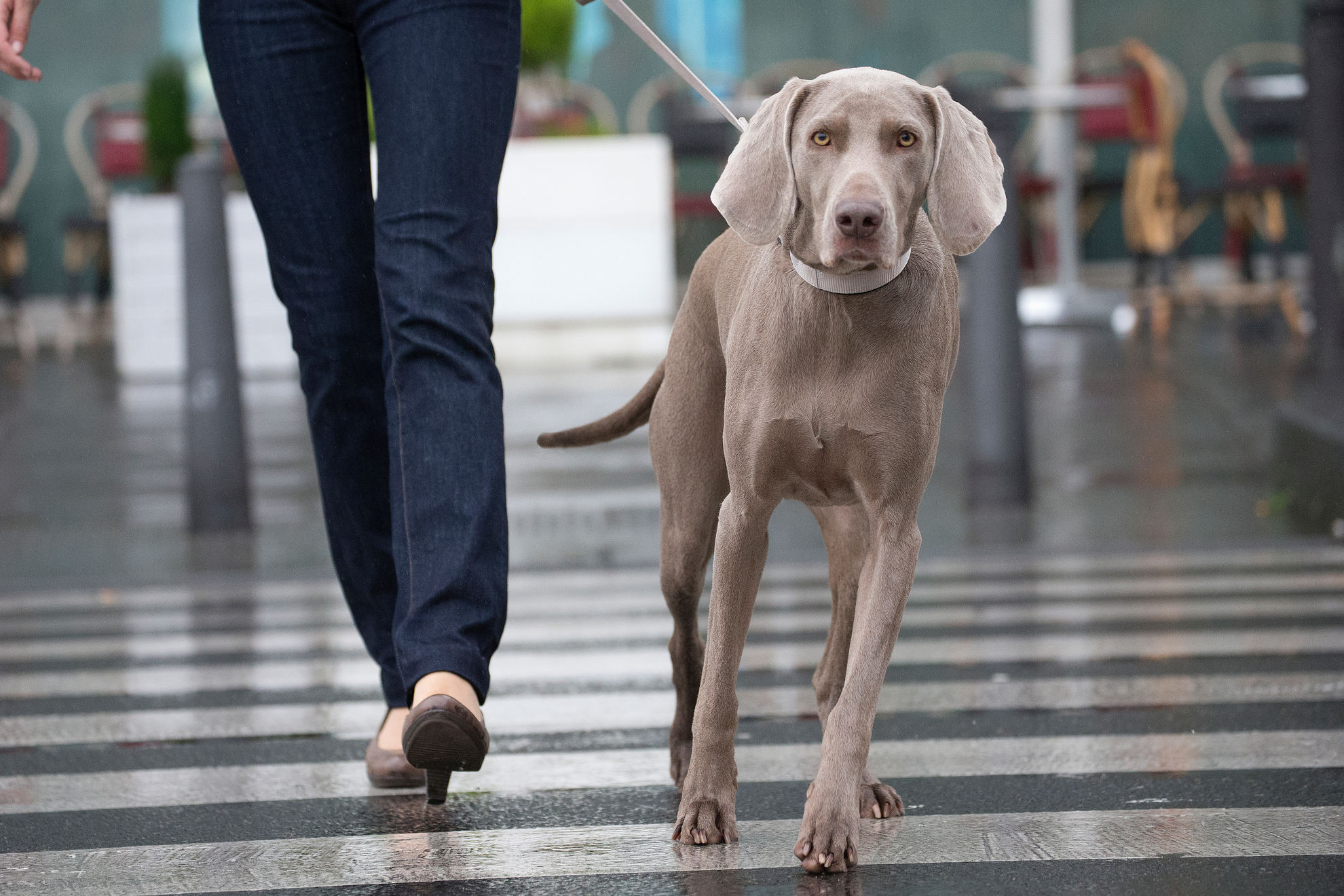 Weimaraner traversant une rue