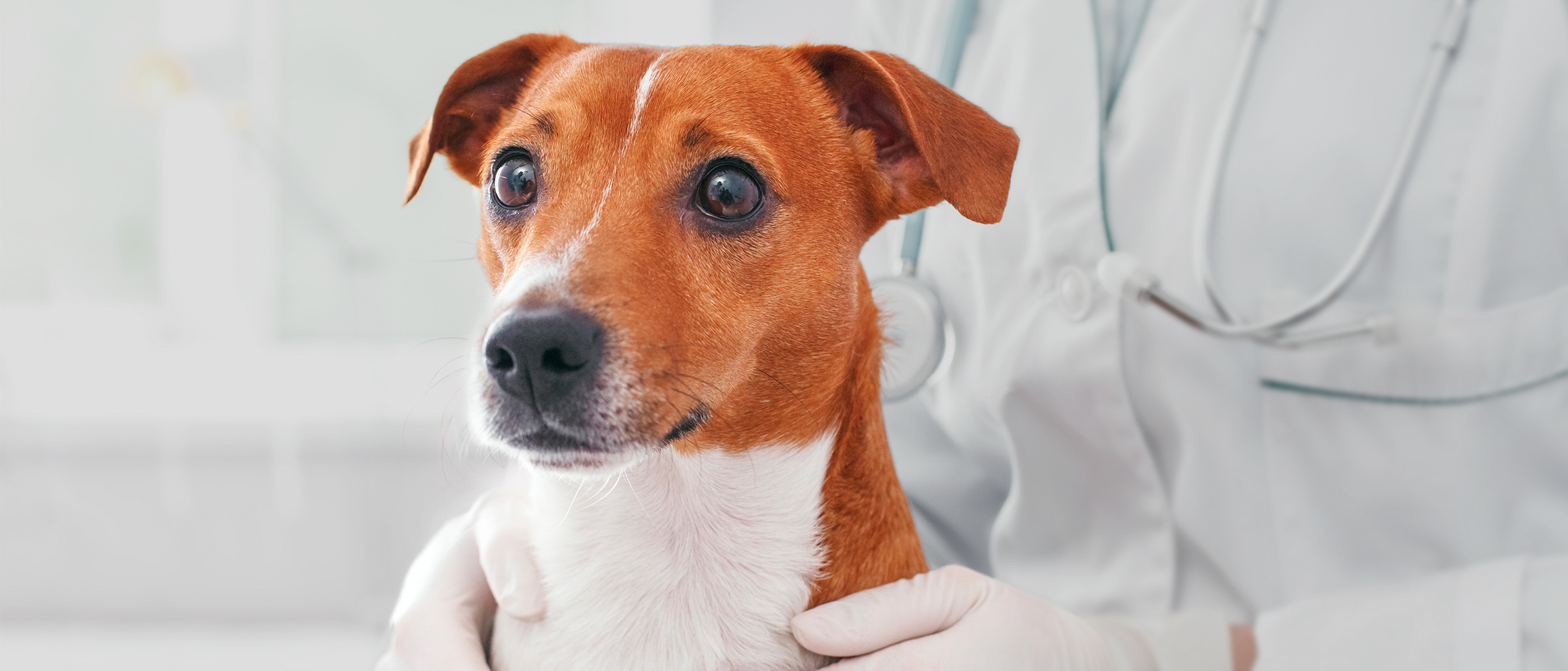 Young dog sitting on an examination table in a vets office.