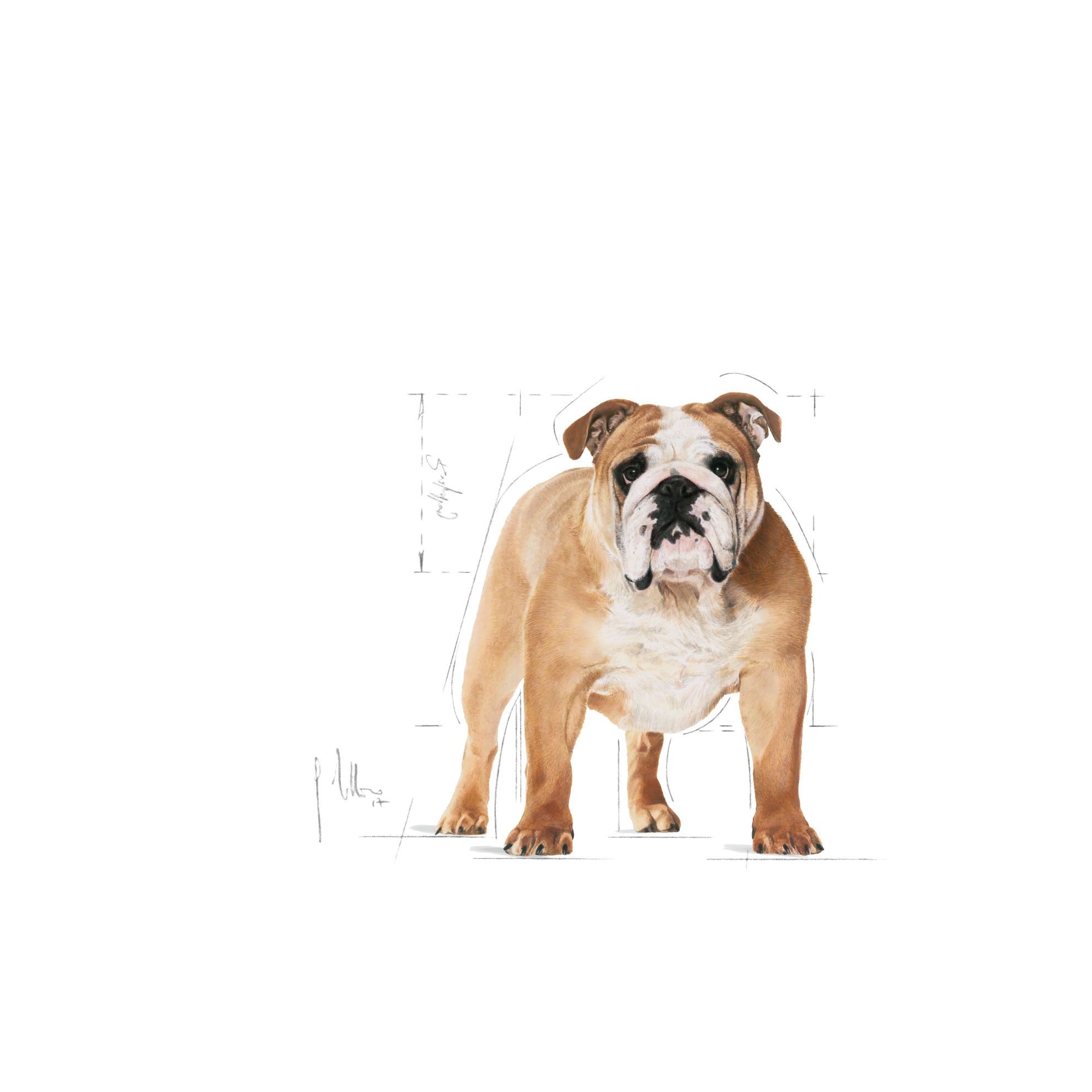 Bulldog Adult | Royal Canin