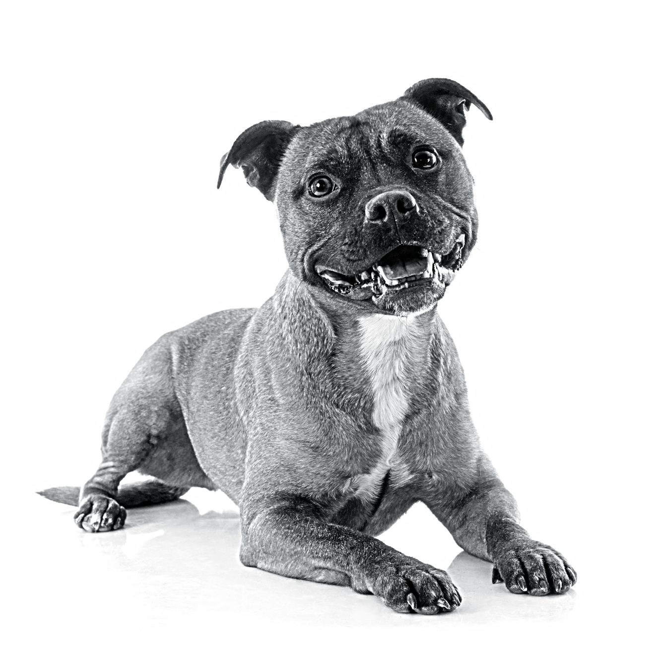 Royal canin 2024 staffordshire terrier