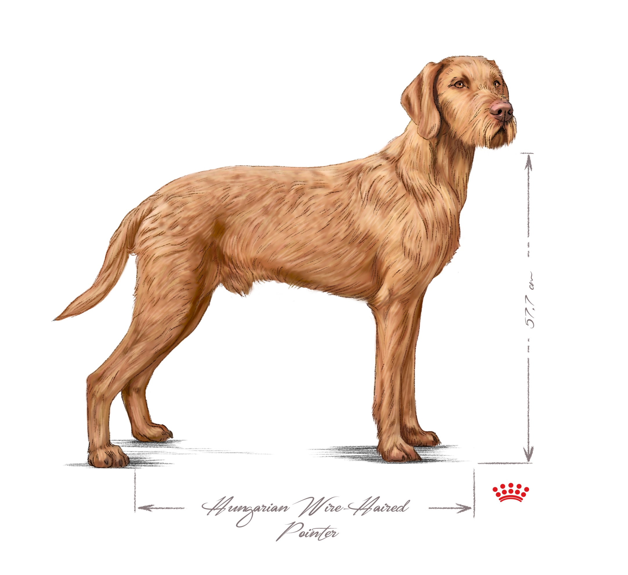 Hungarian Wire-Haired Pointer (Vizsla) adult standing