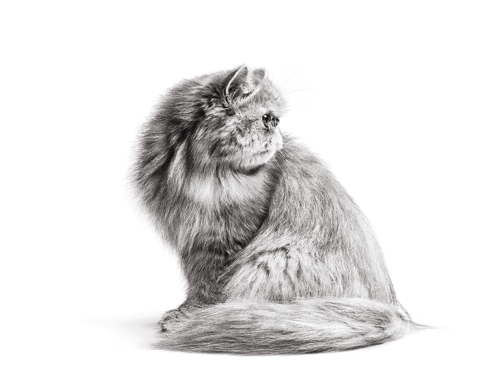 Black and white portait of a Persian cat sat looking behind itself