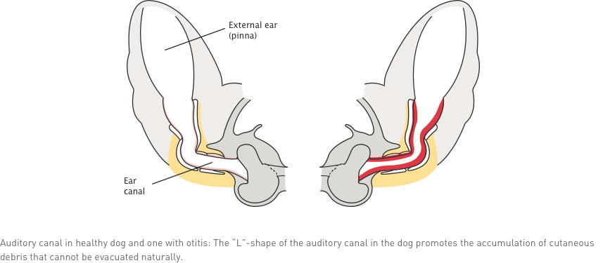 dermatology ear condition