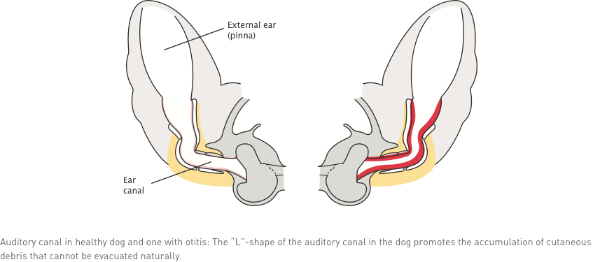 canine ear anatomy