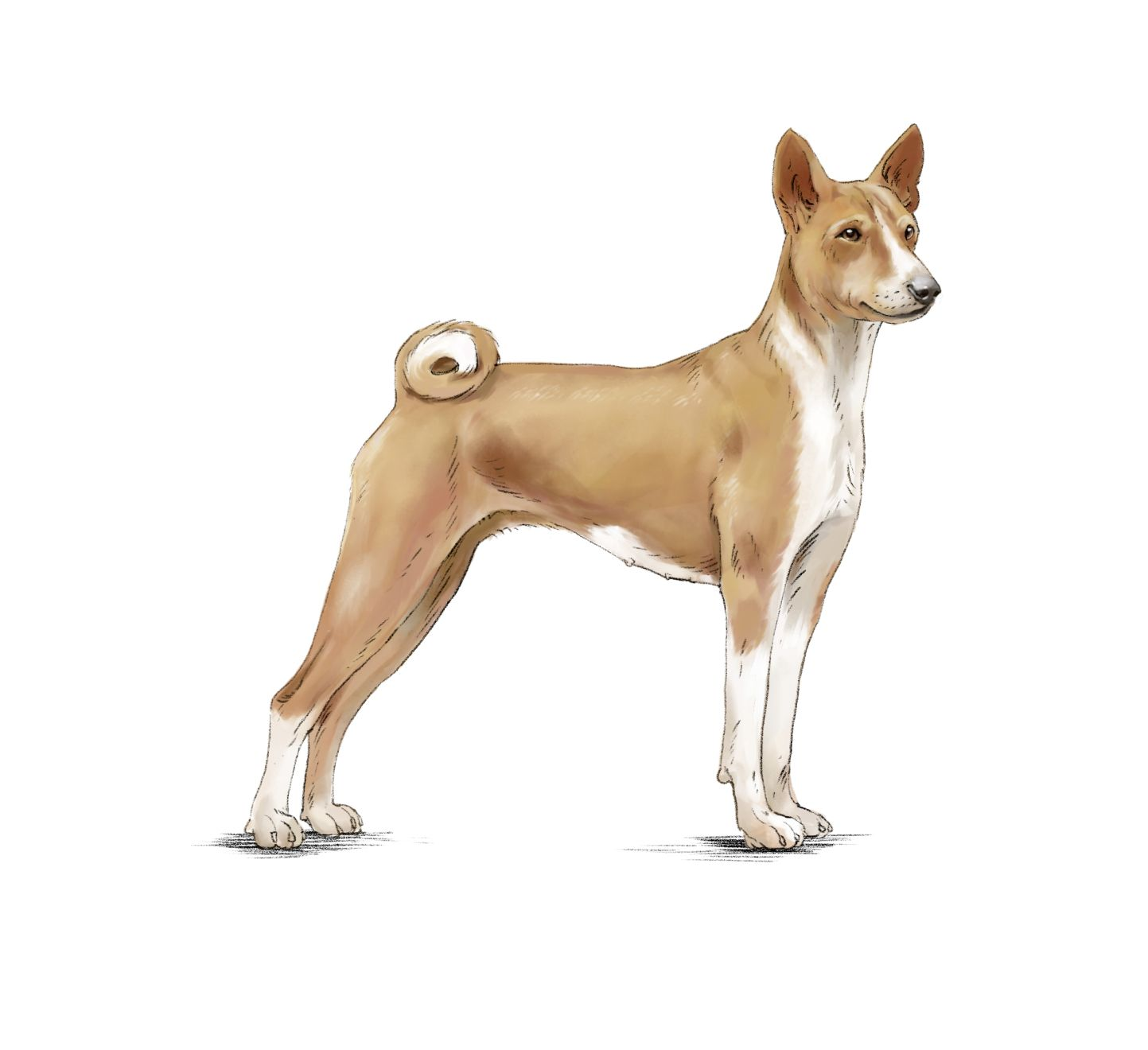 Ilustración de un basenji