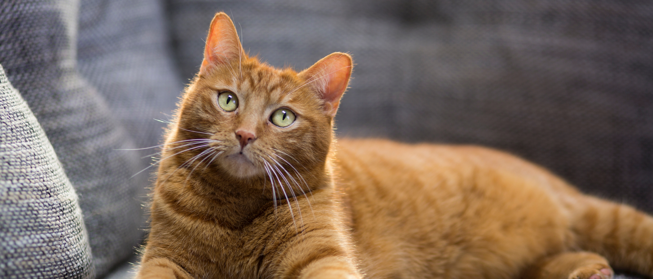 Saiba como escolher nomes para gato branco