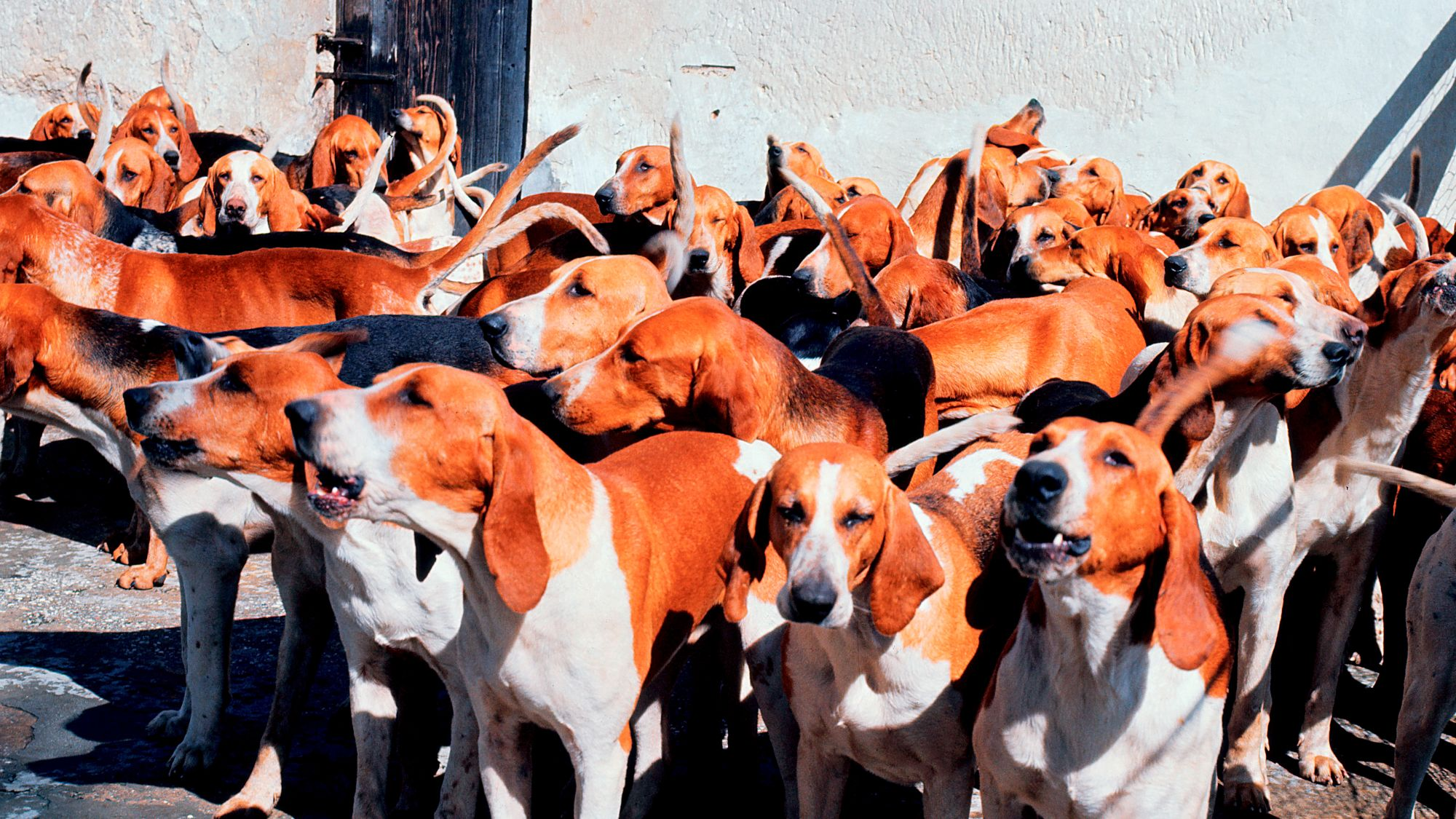 Large gathering of Francais Blanc et Orange dogs in a village backstreet