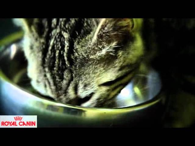 Cómo conservar correctamente los alimentos - Nutrición Royal Canin