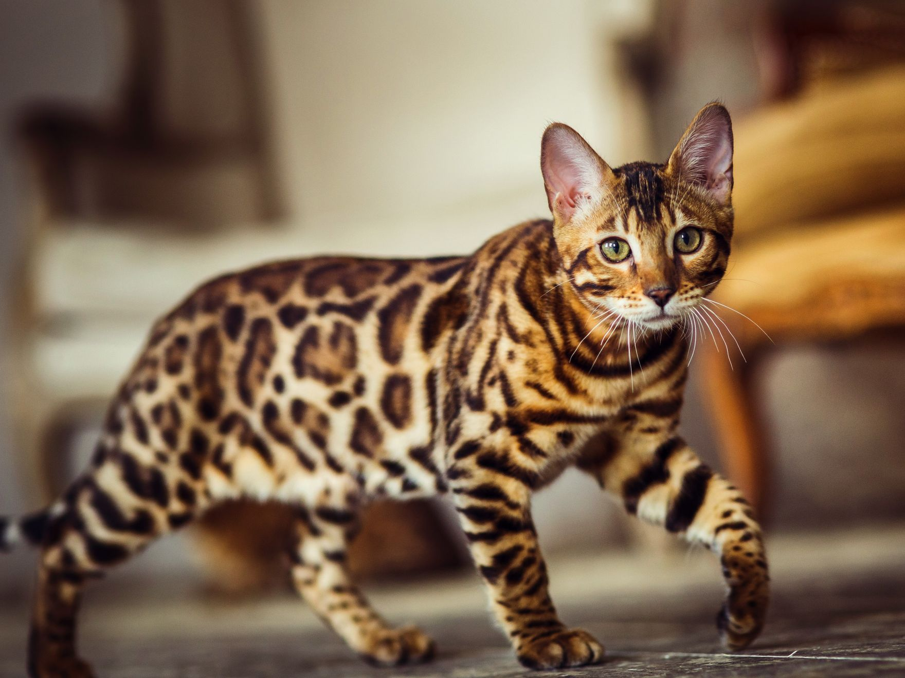 Gato bengalí en un espacio interior