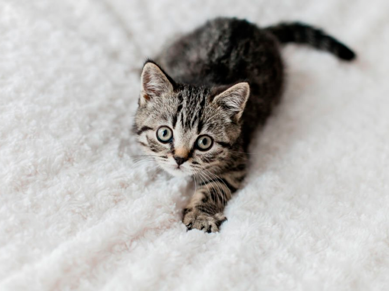 gatito gris de rayas jugando sobre una manta