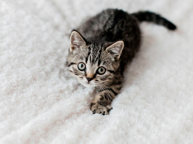 striped grey kitten playing on blanket