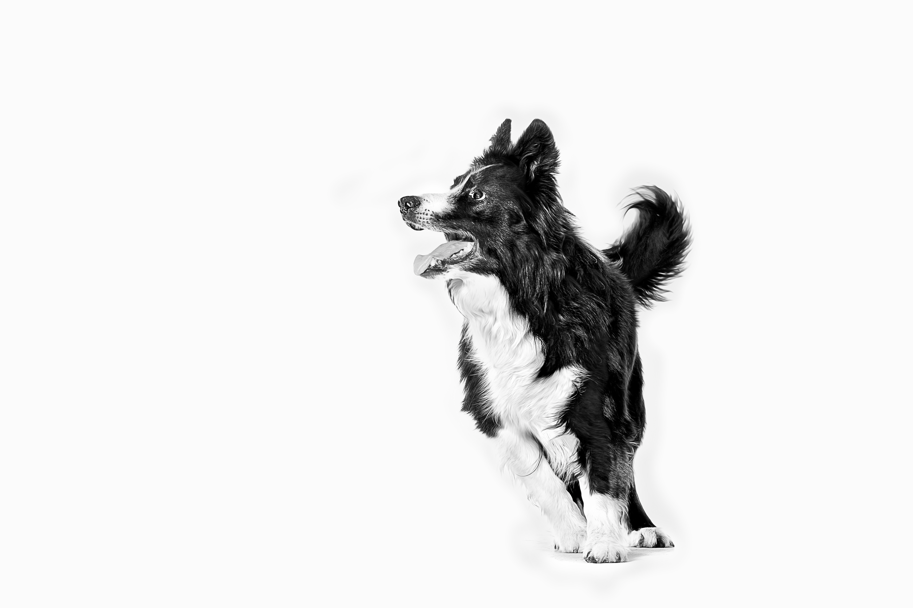 Working dog looking up