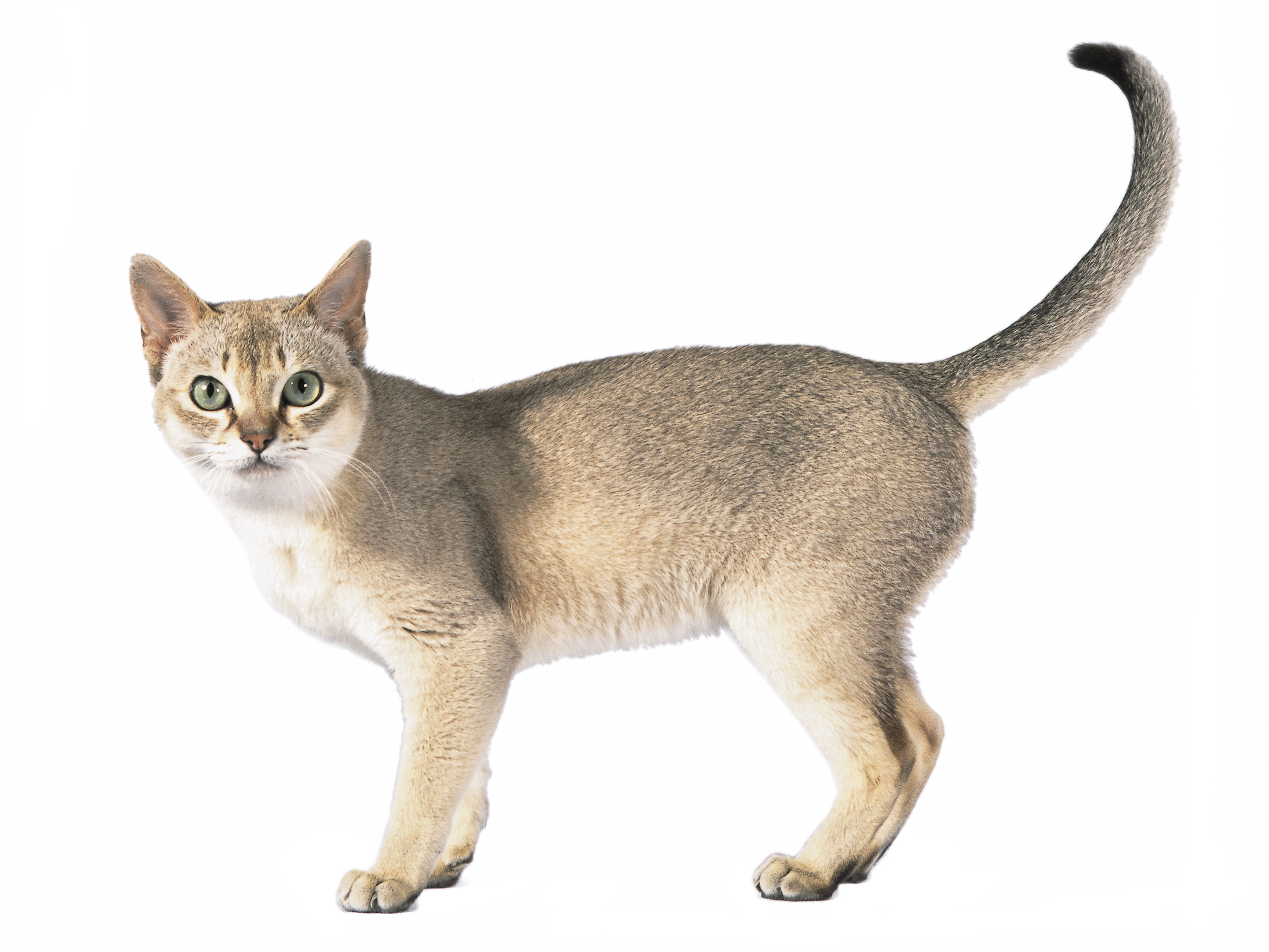 What are Pedigree Cats?