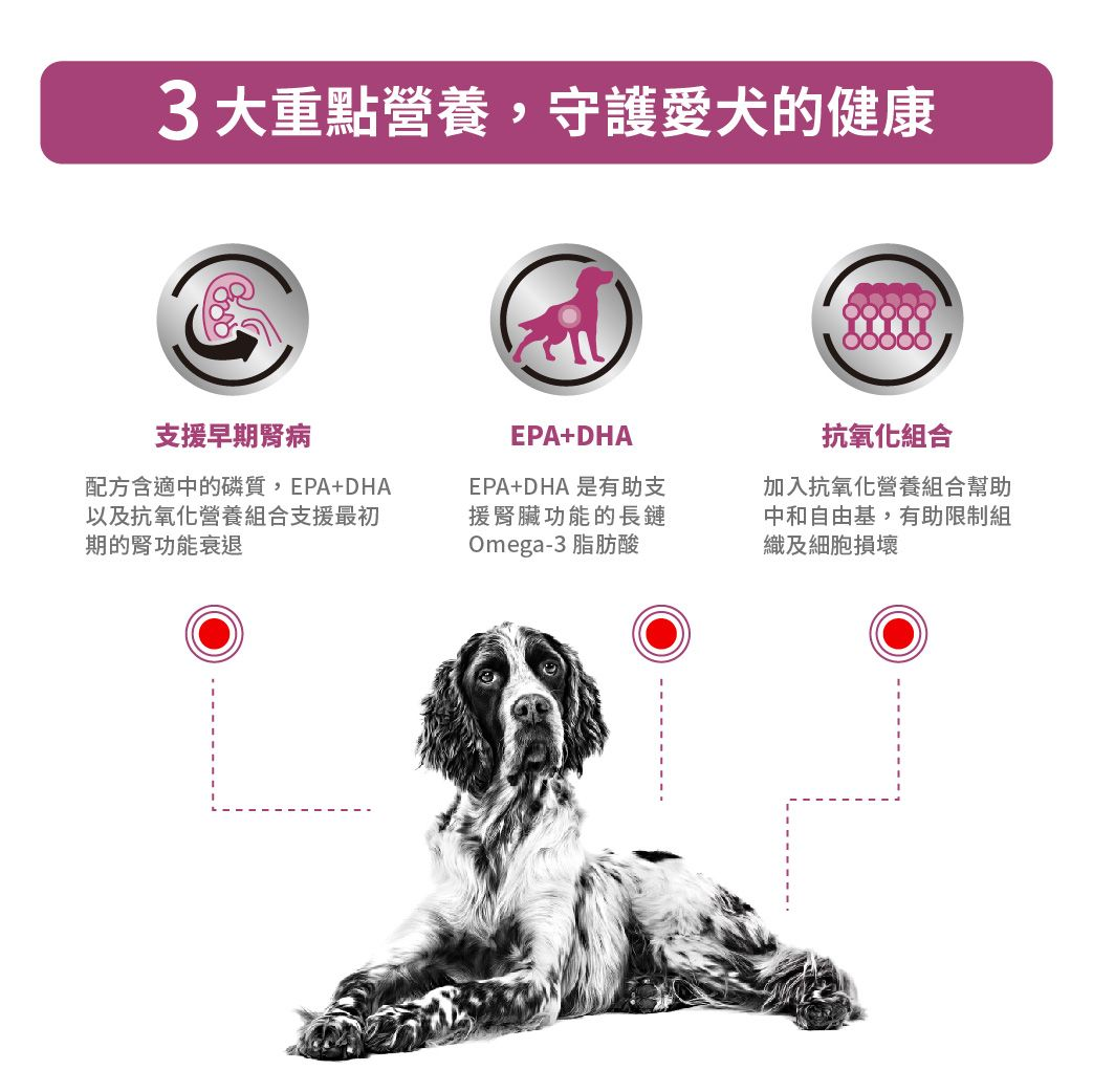 成犬早期腎臟處方