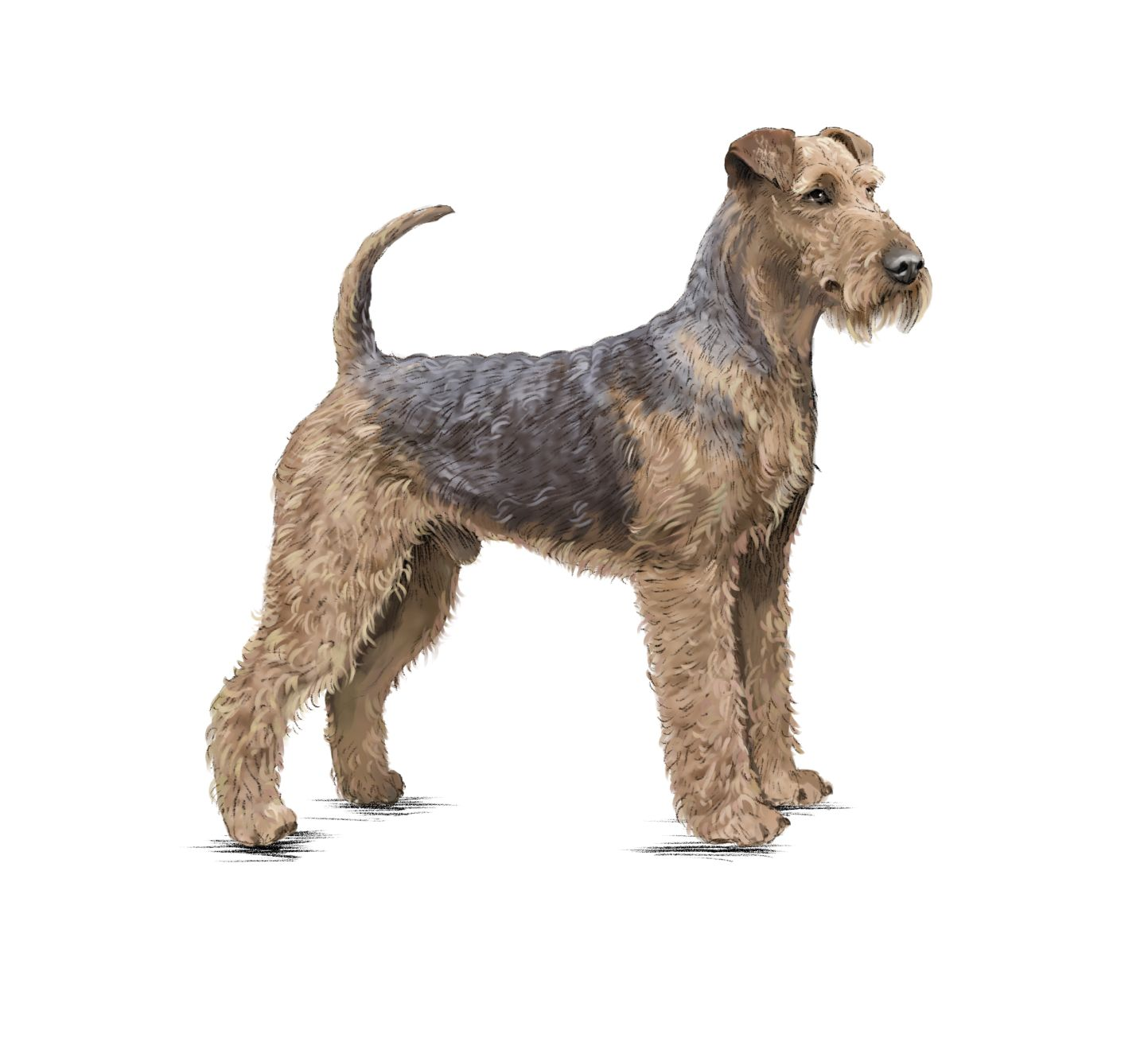 Ilustración de un Airedale Terrier