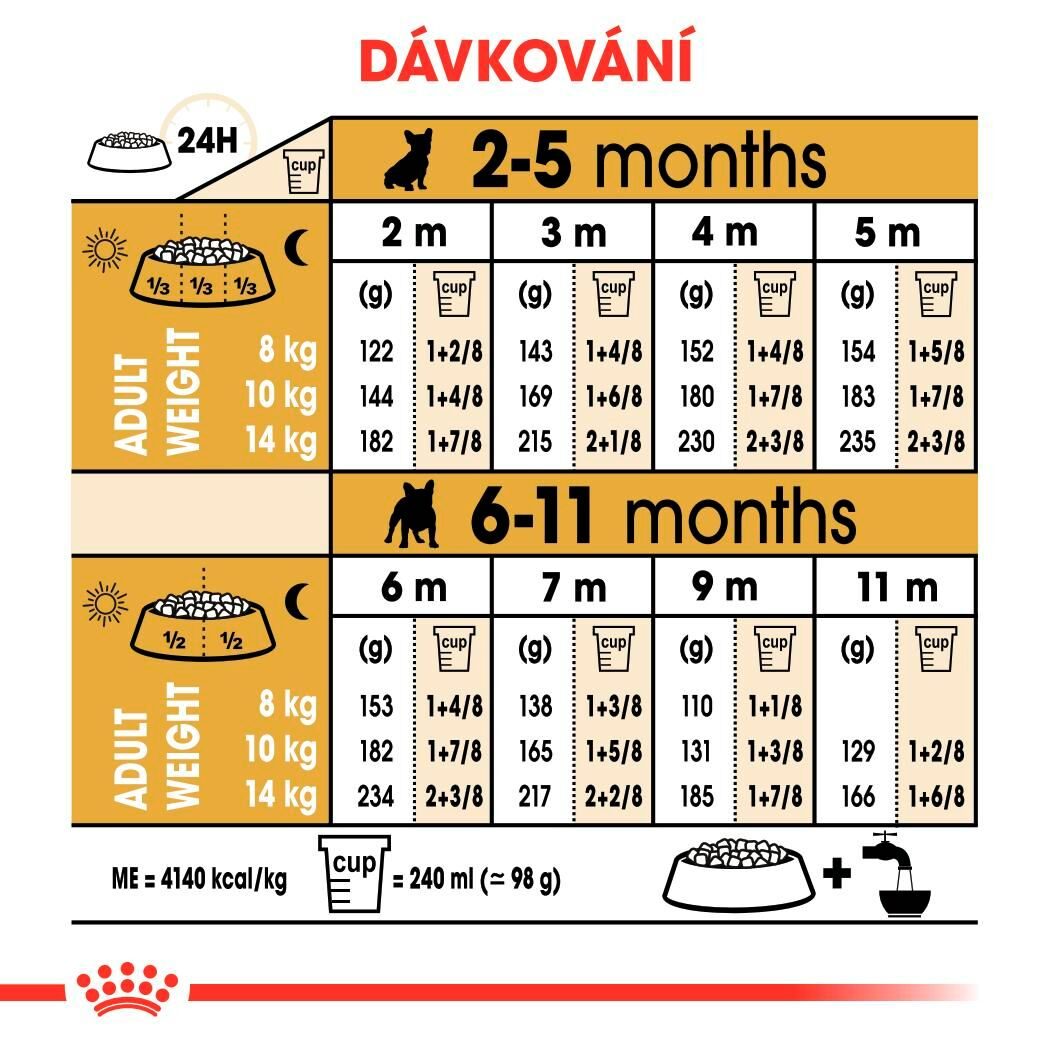 FRENCH BULLDOG Puppy