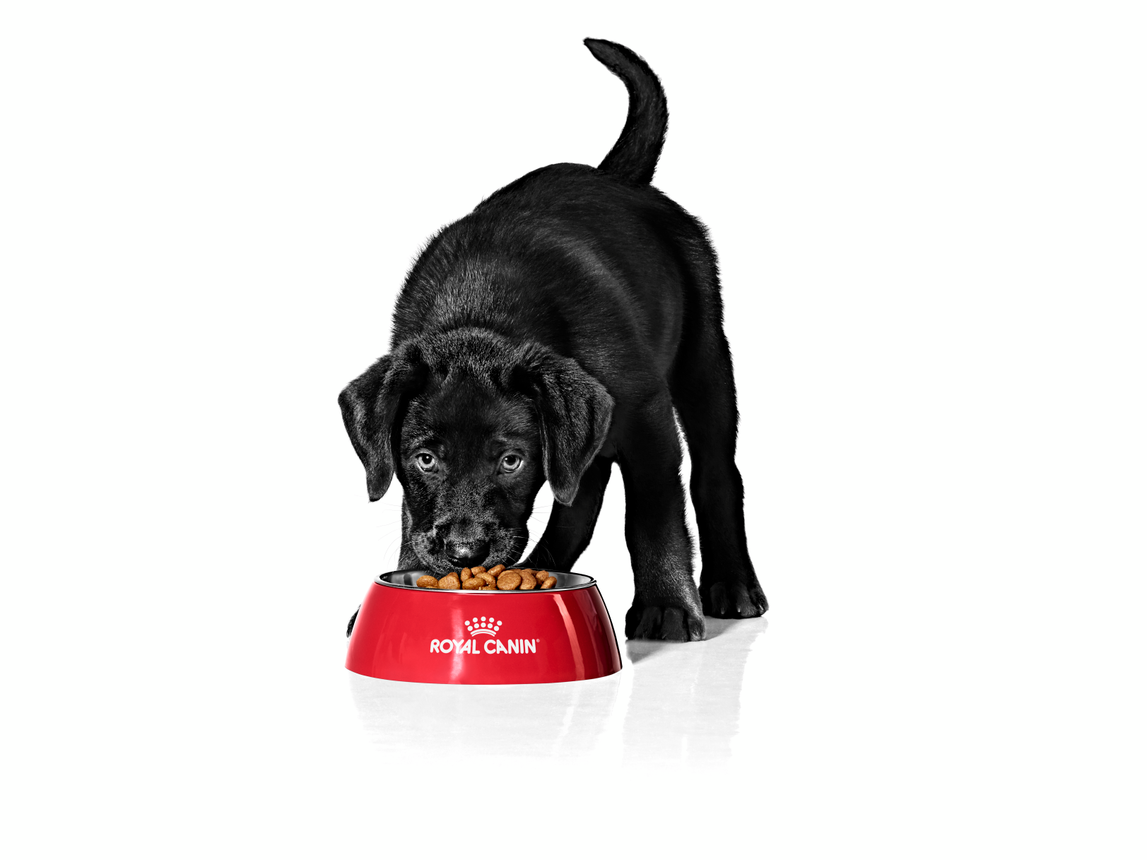 Cachorro de Labrador de pie en el interior comiendo de un tazón rojo