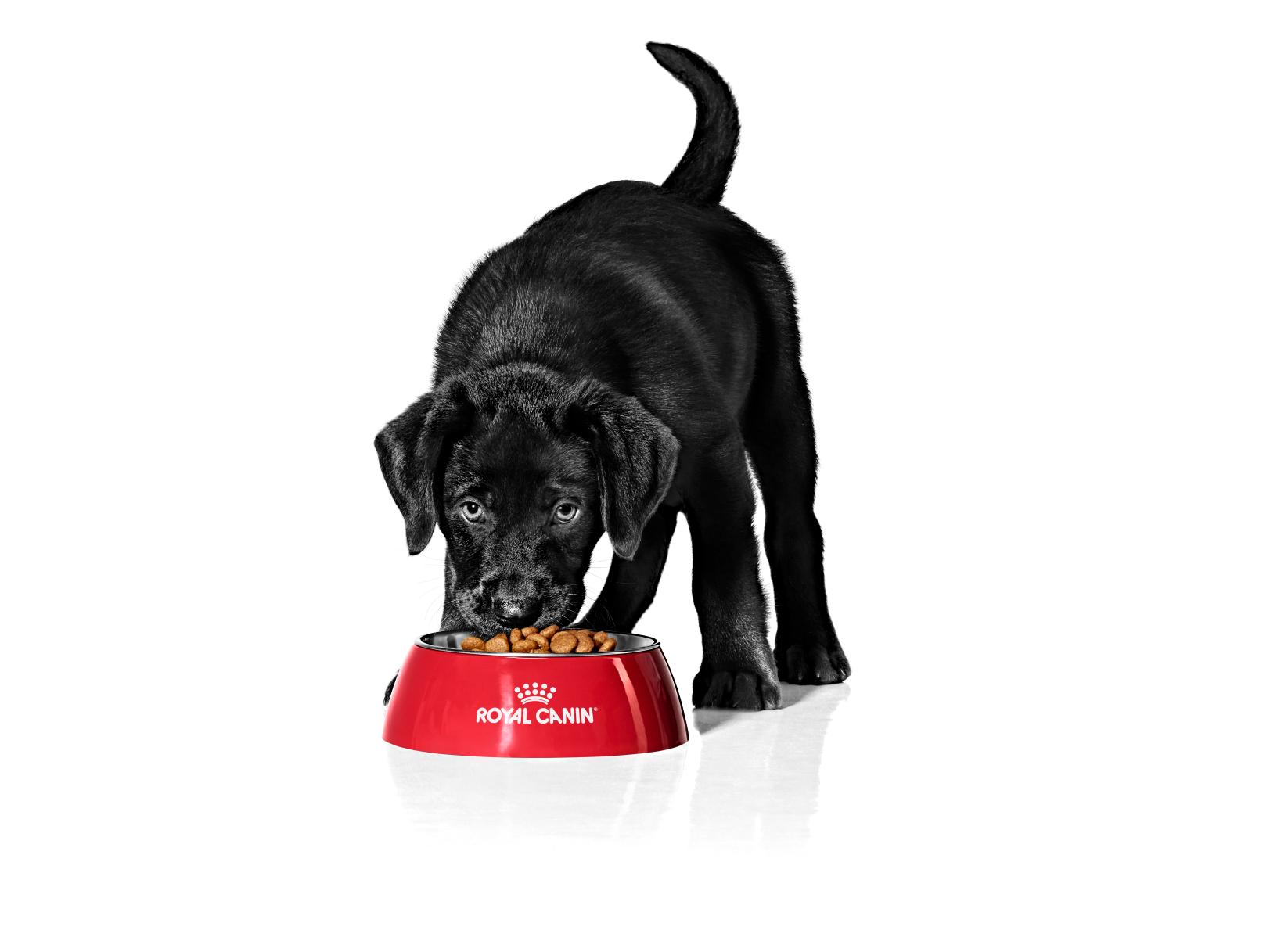 chiot labrador debout à l'intérieur en train de manger dans un bol rouge