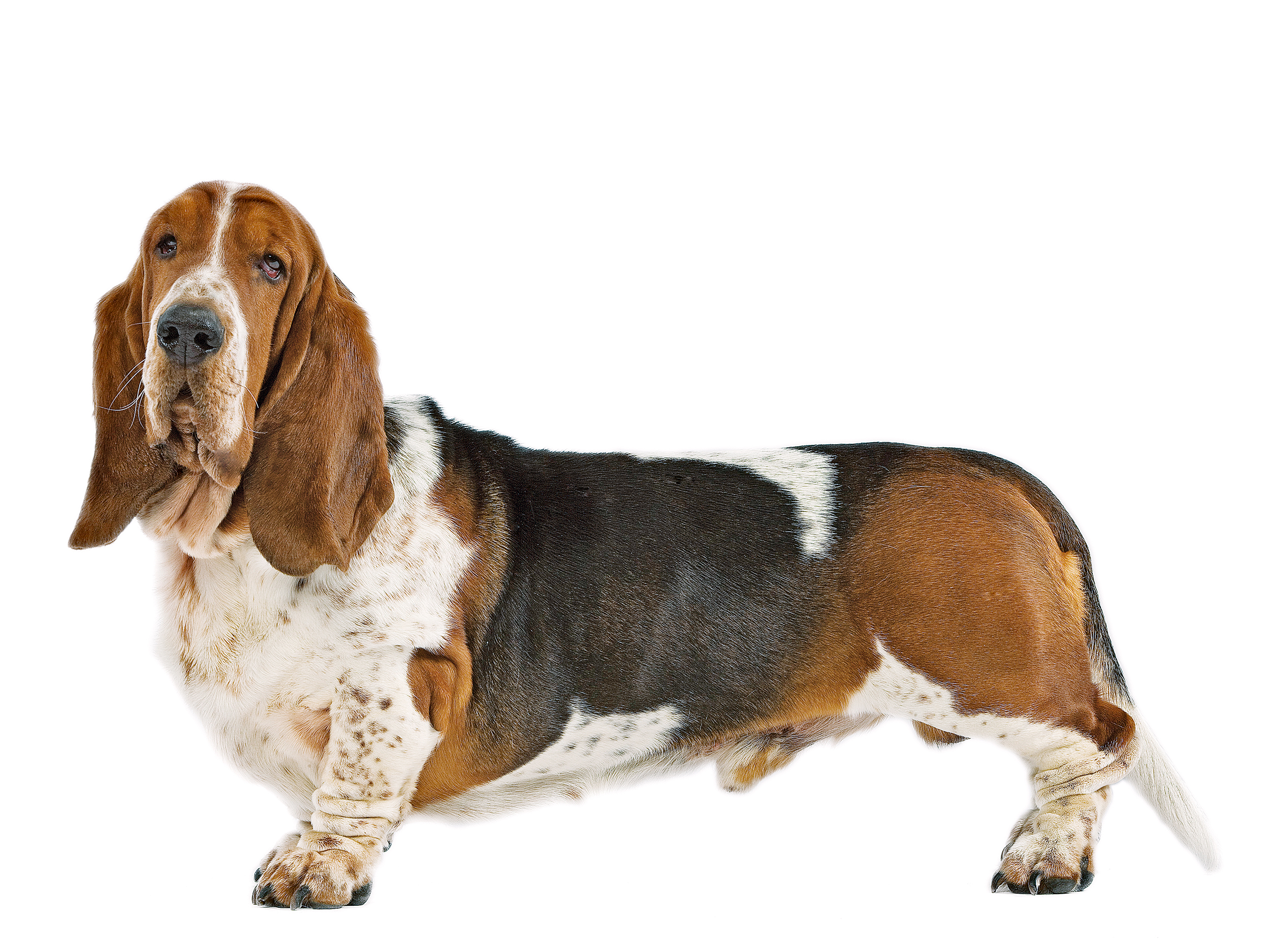 Basset hound preto e branco