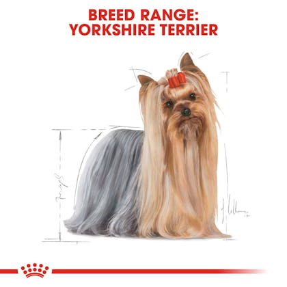 Wet yorkshire terrier sale