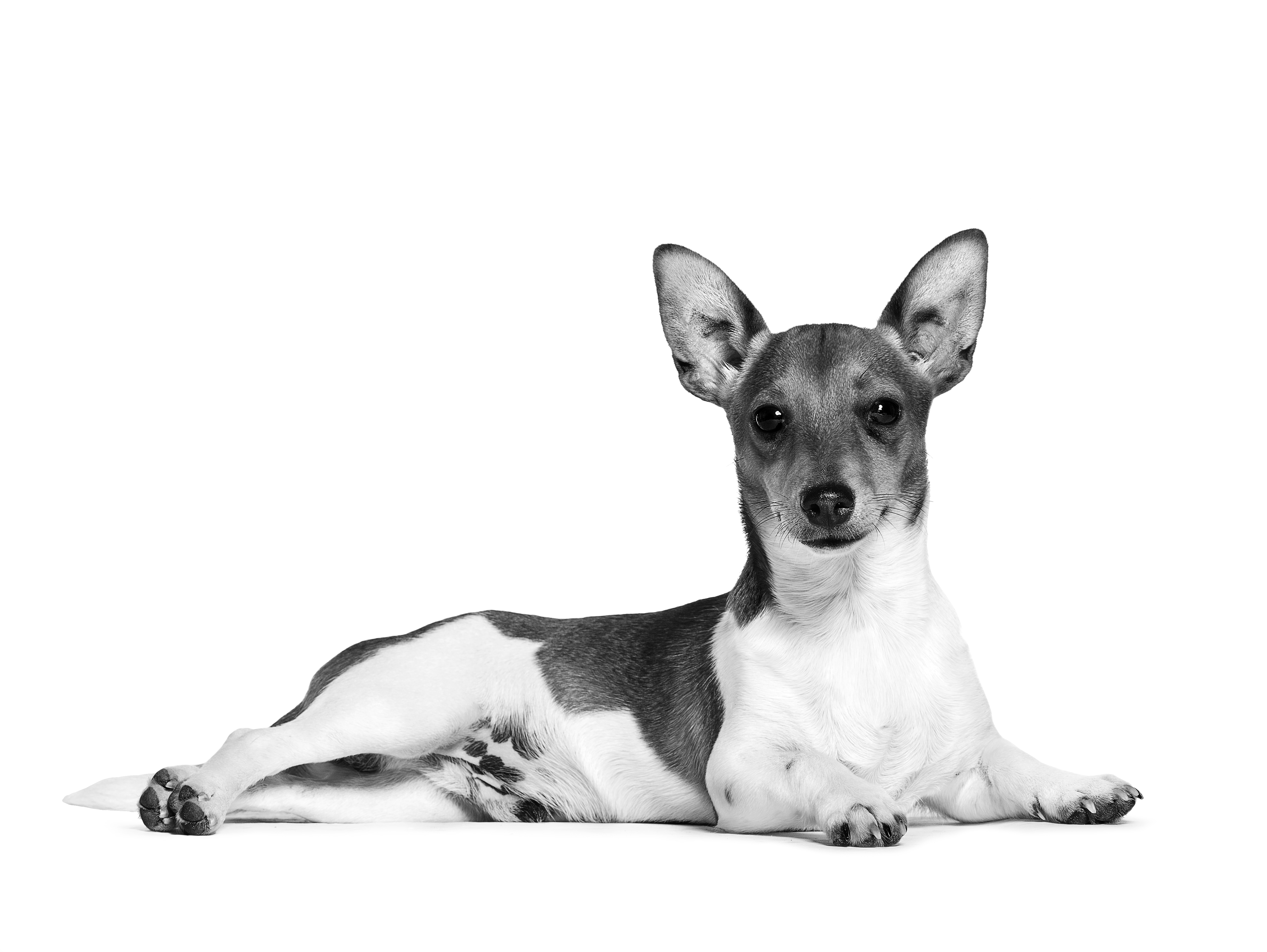 Black and white Podengo laying down