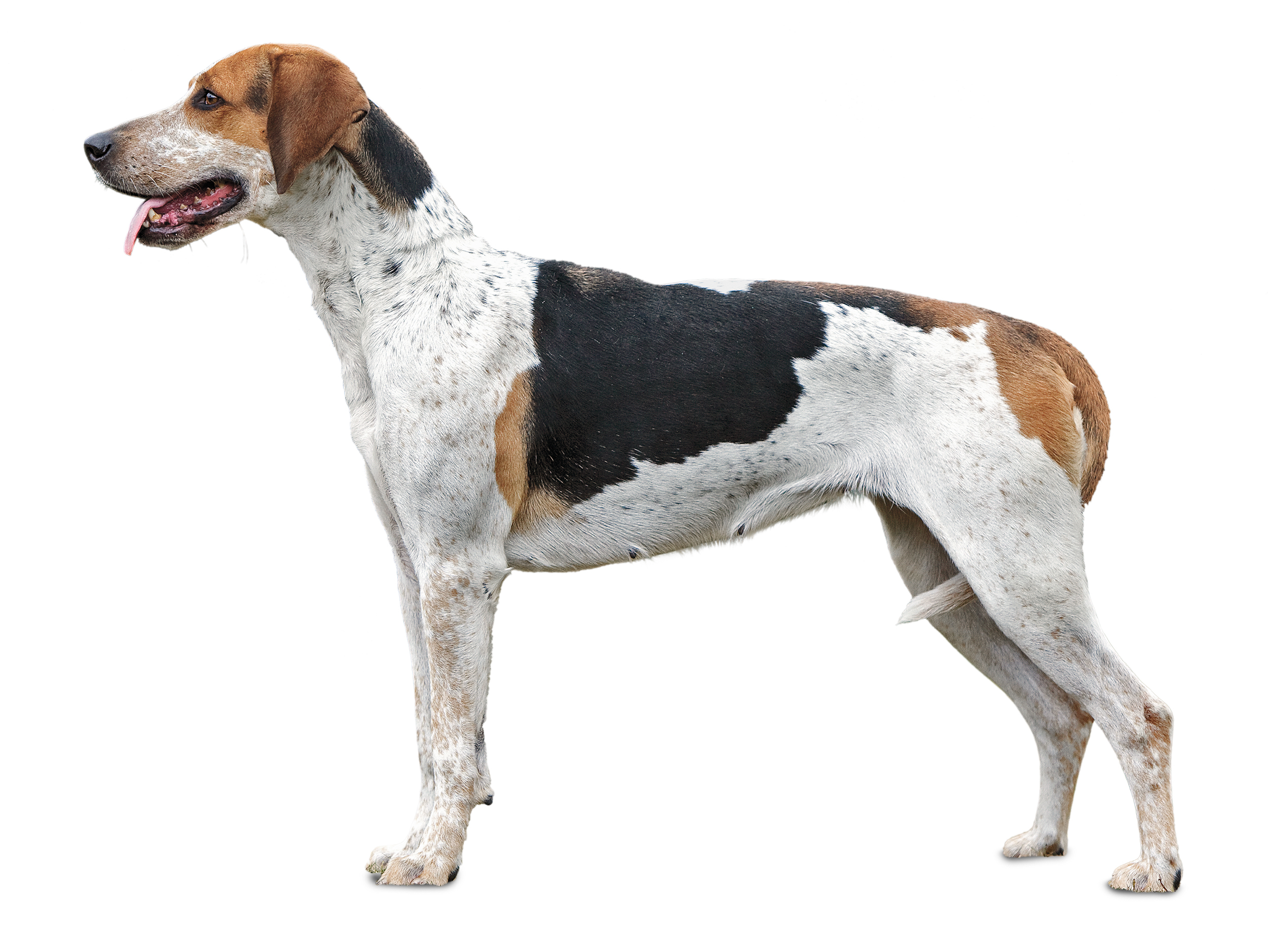 English foxhound black and white