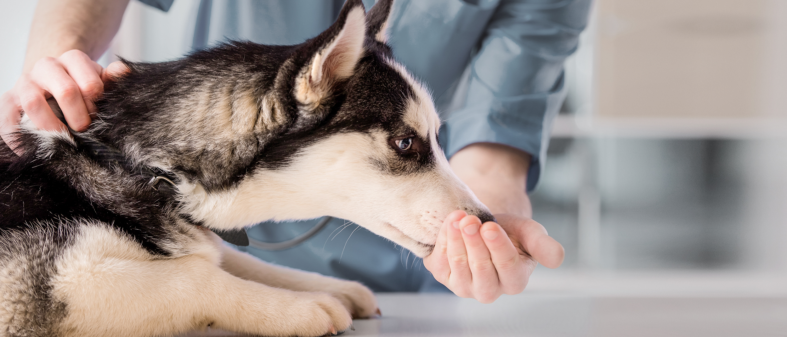Питомниковый кашель у собак: симптомы и лечение | Royal Canin UA