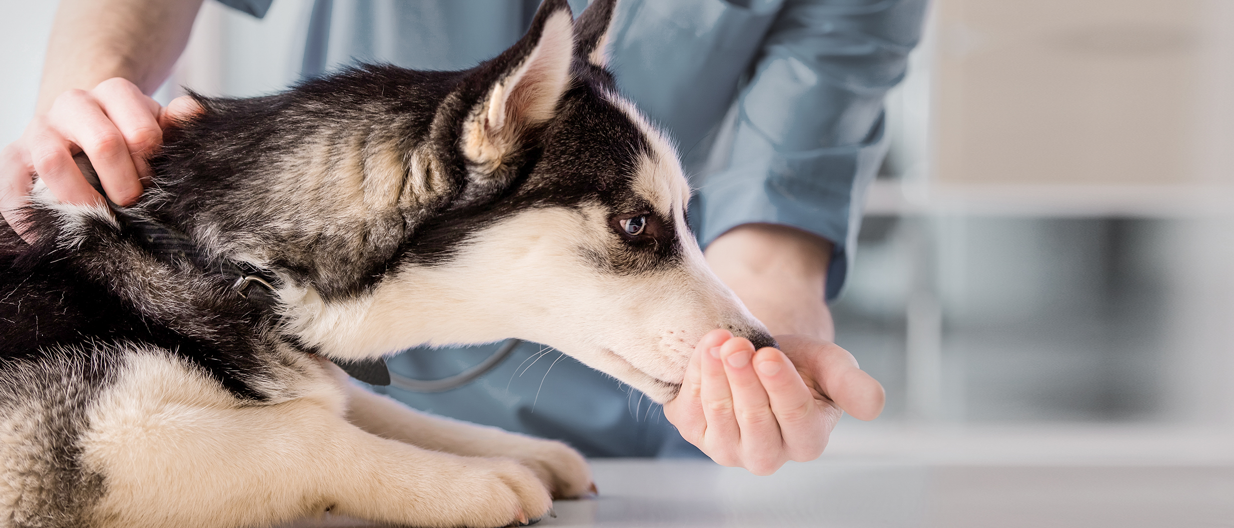 Puppy Siberian Husky lying down on an examination table in a vets office.