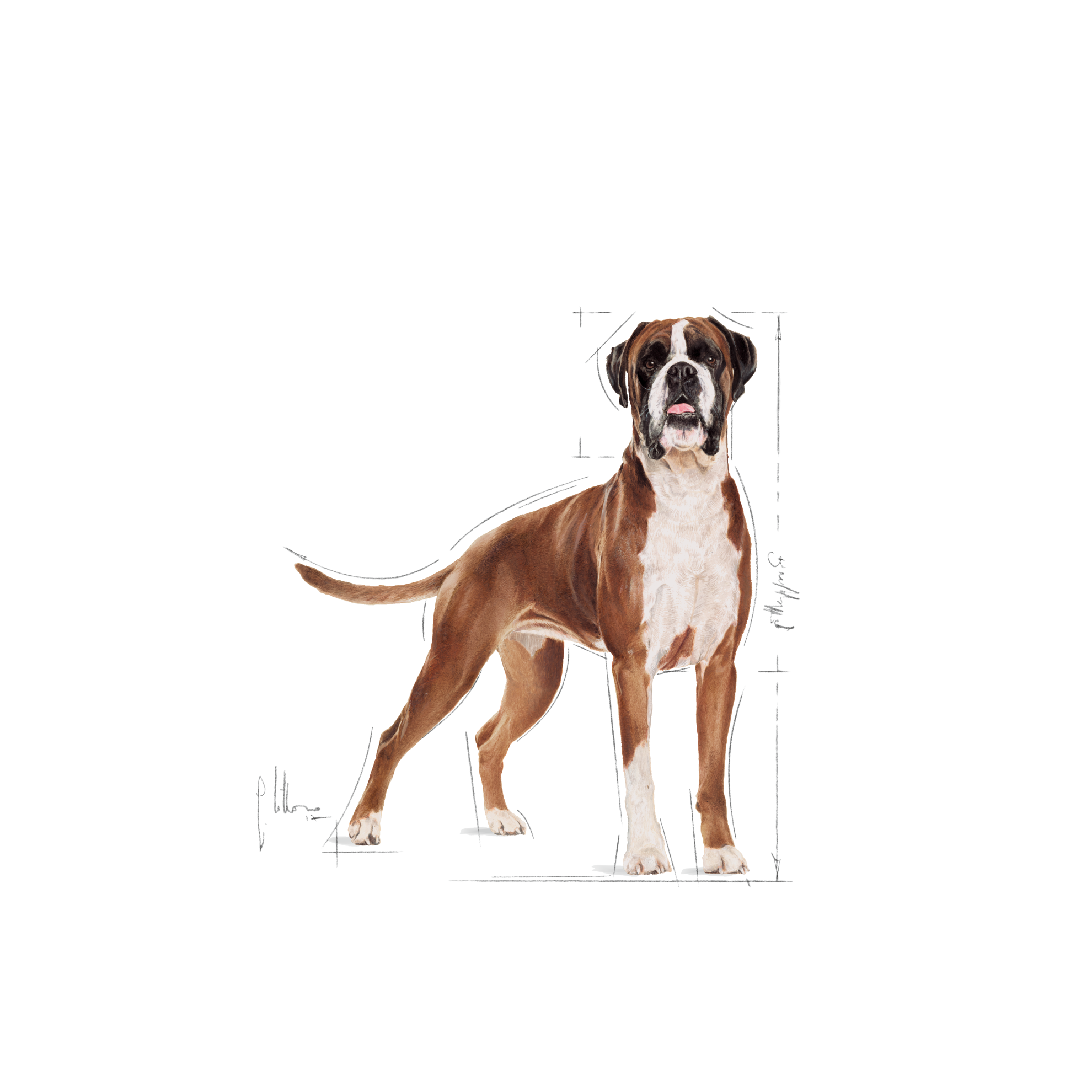 Boxer Adult