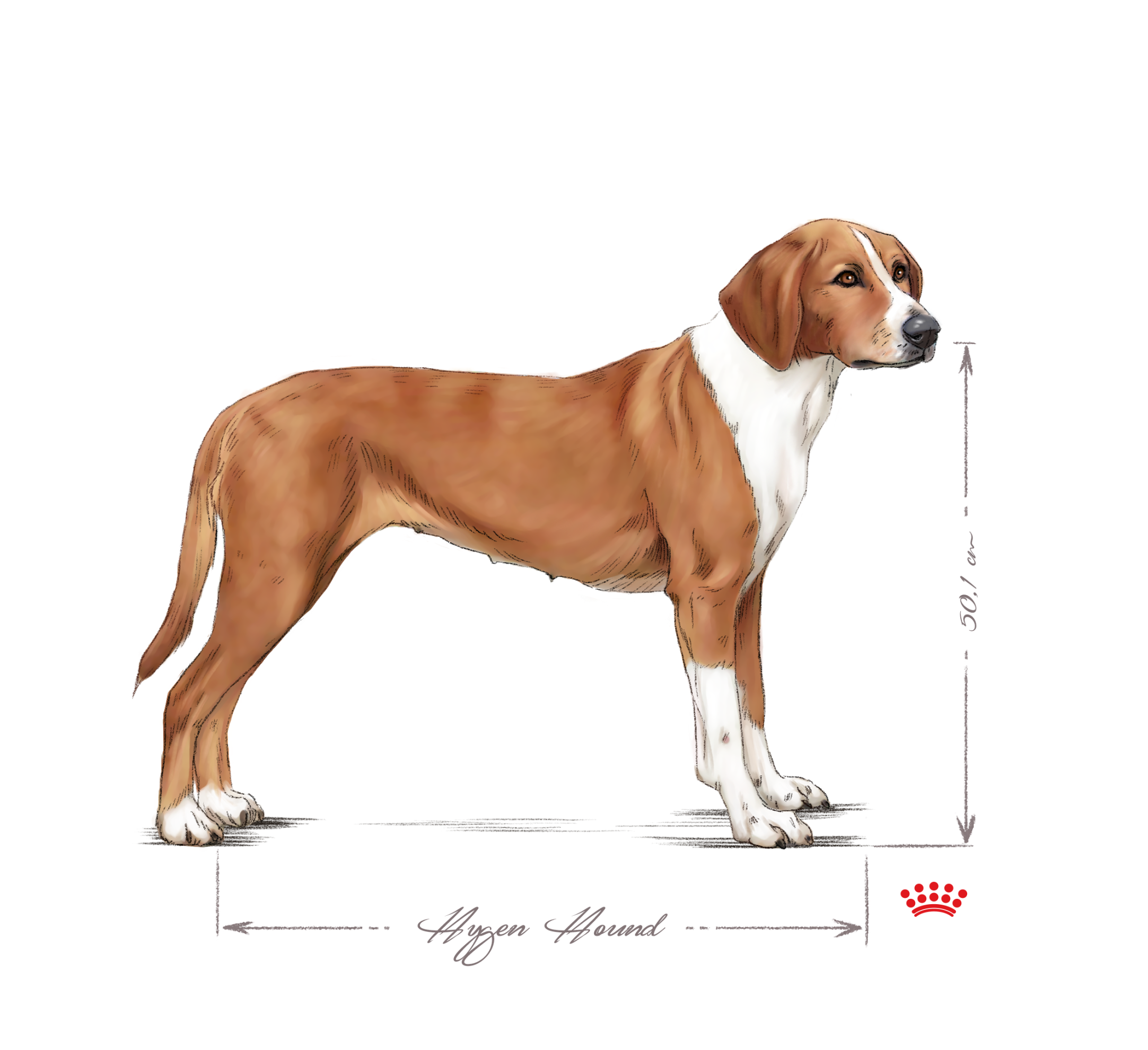 Hygen Hound adult black and white