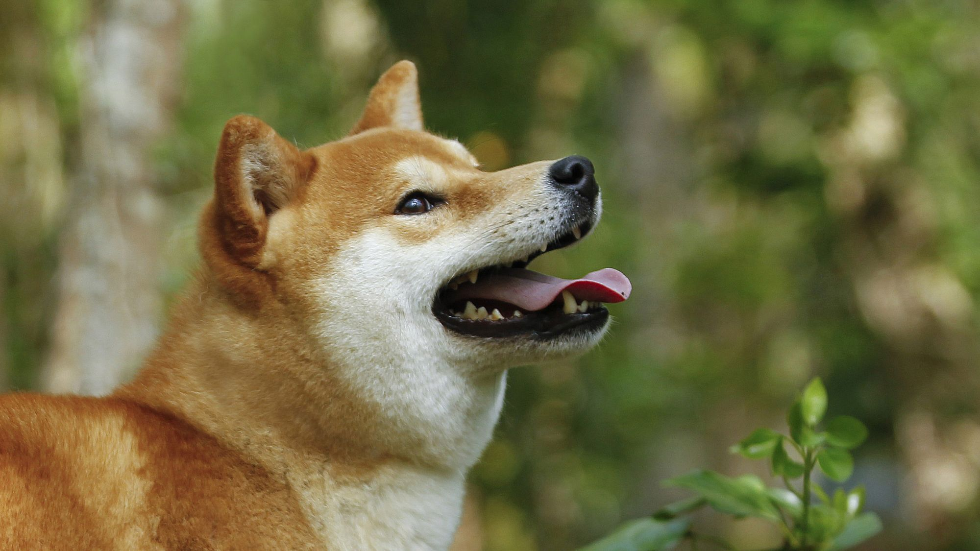 Prim-plan al unui Shiba care se uită în lateral cu limba scoasă