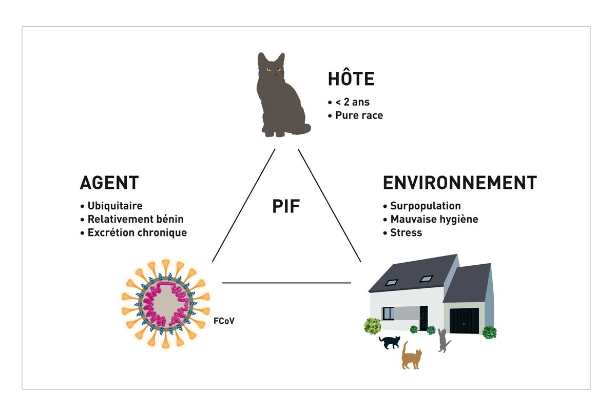 Le triangle épidémiologique de la PIF ; l’hôte,