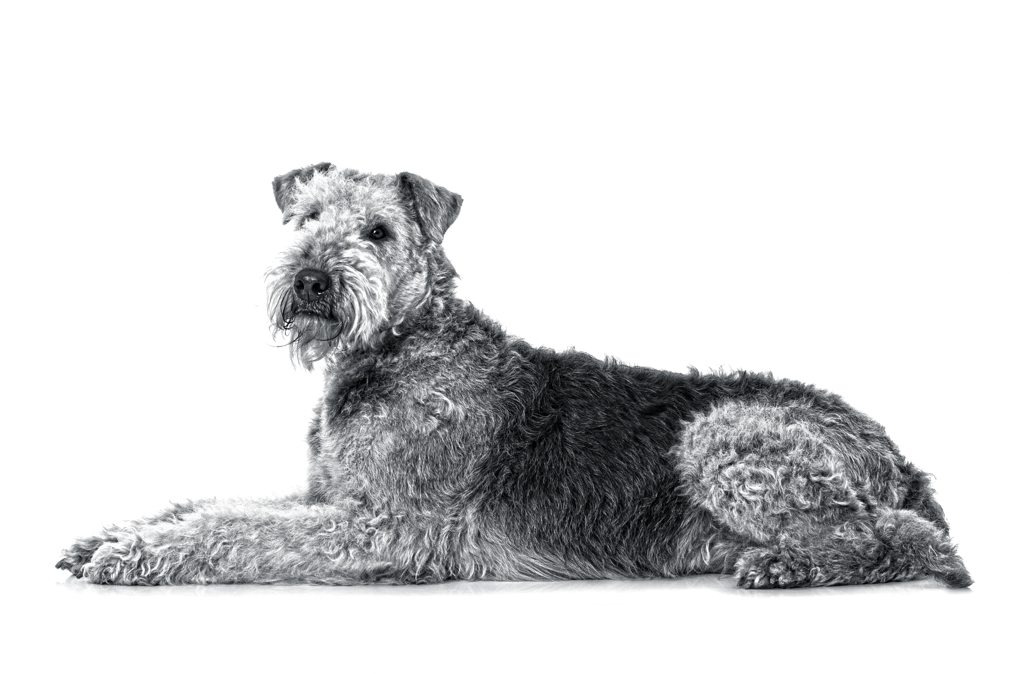 airedale-terrier-bw-2
