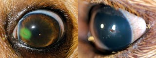 Urgencias oftalmológicas en el perro