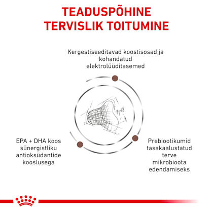Royal Canin Gastrointestinal Fibre Response Cat kuivtoit ...