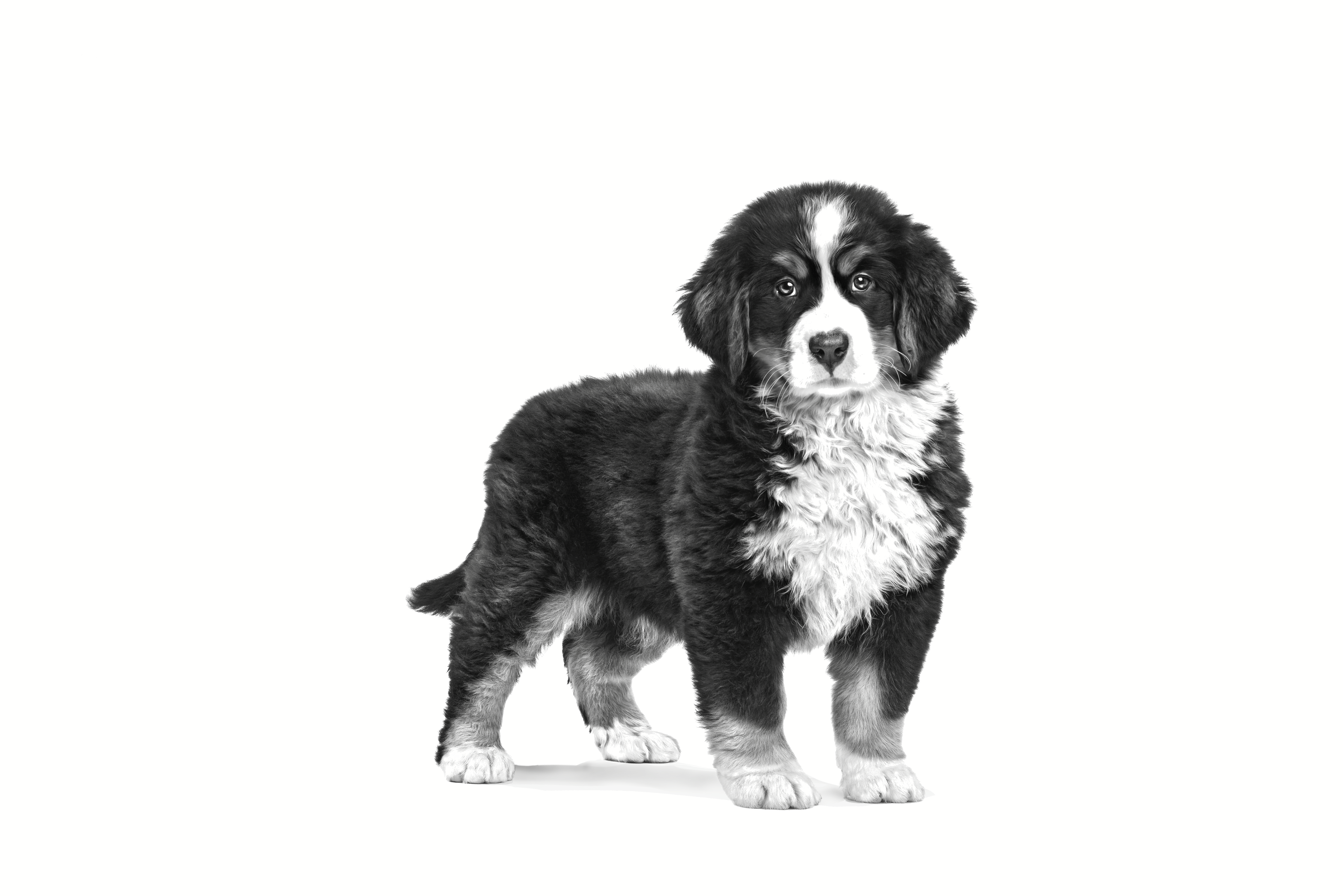 Royal canin bernese shop mountain dog food