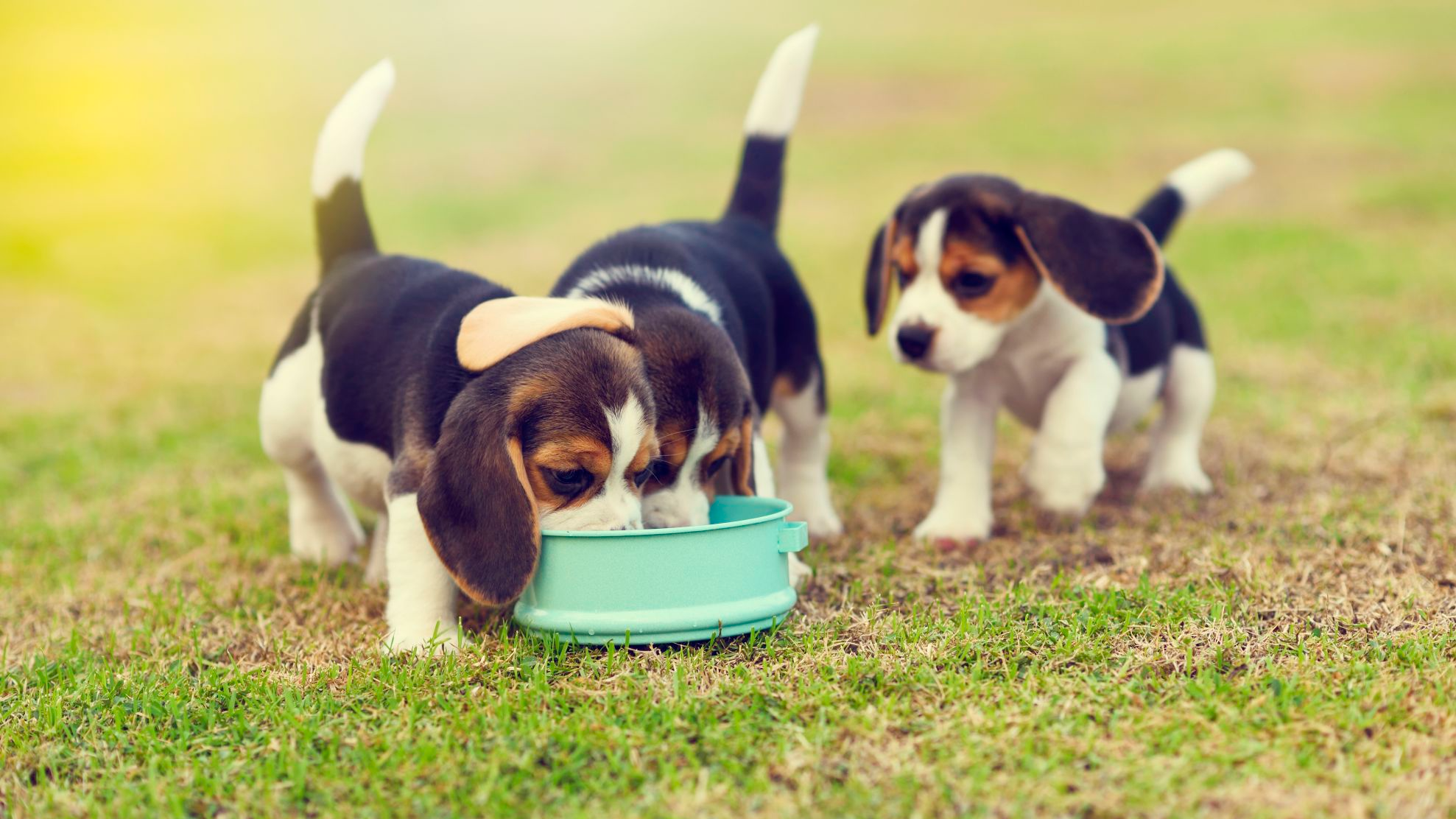 pequeños Beagles comiendo alimento de un recipiente para perros