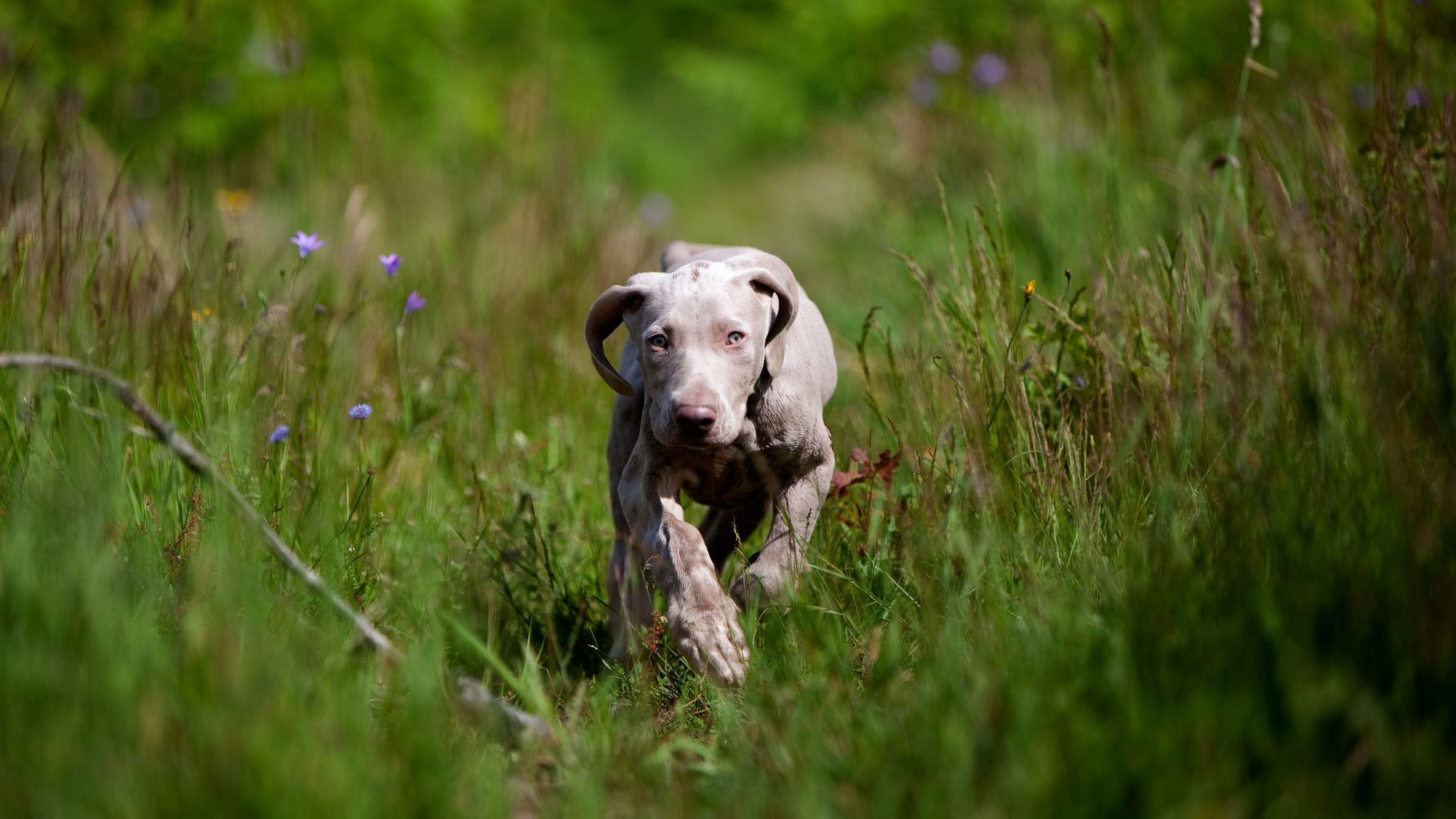 Weimaraner puppy rent door een grasveld